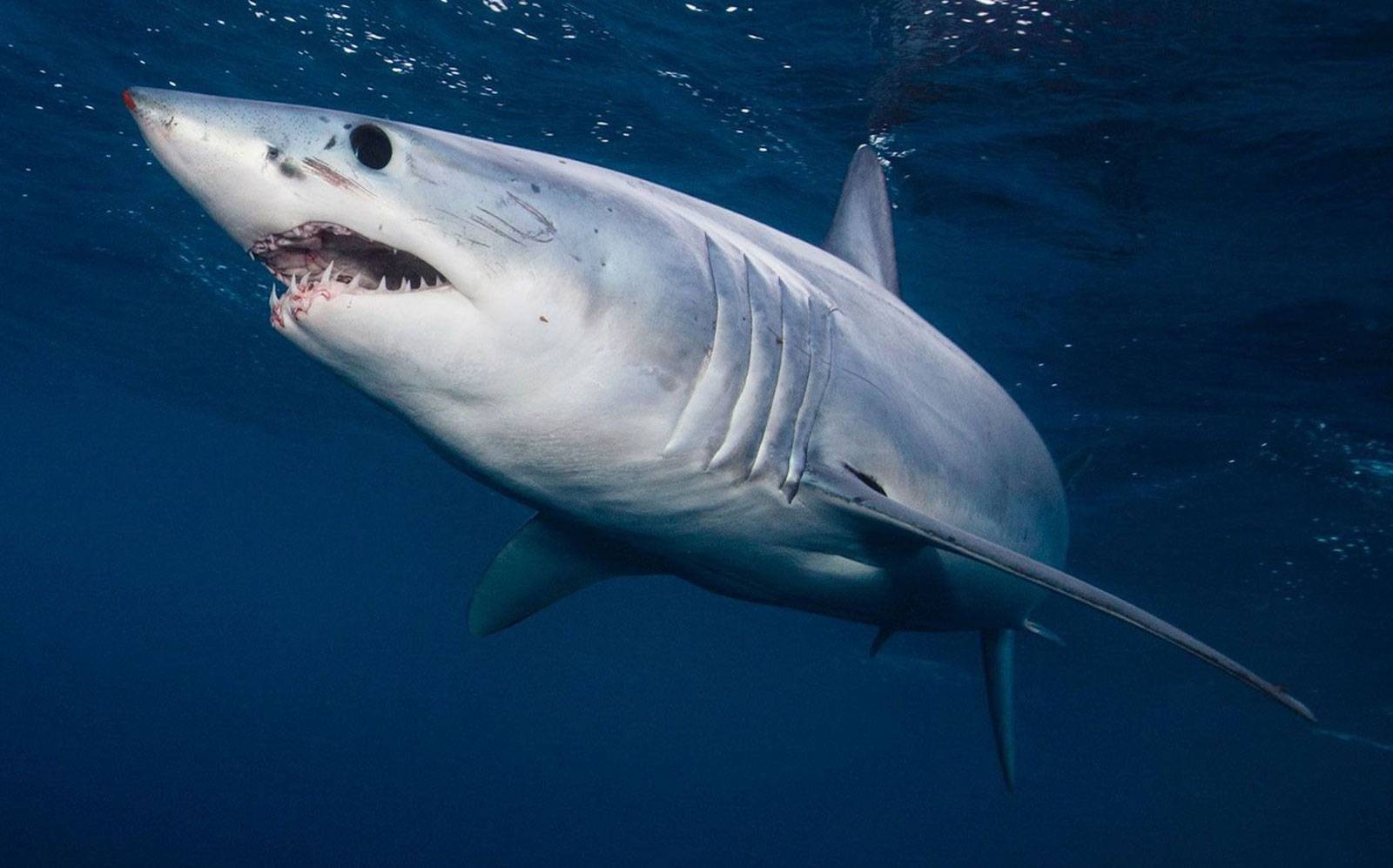 Shortfin Mako Shark (Isurus oxyrinchus) or Blue Pointer