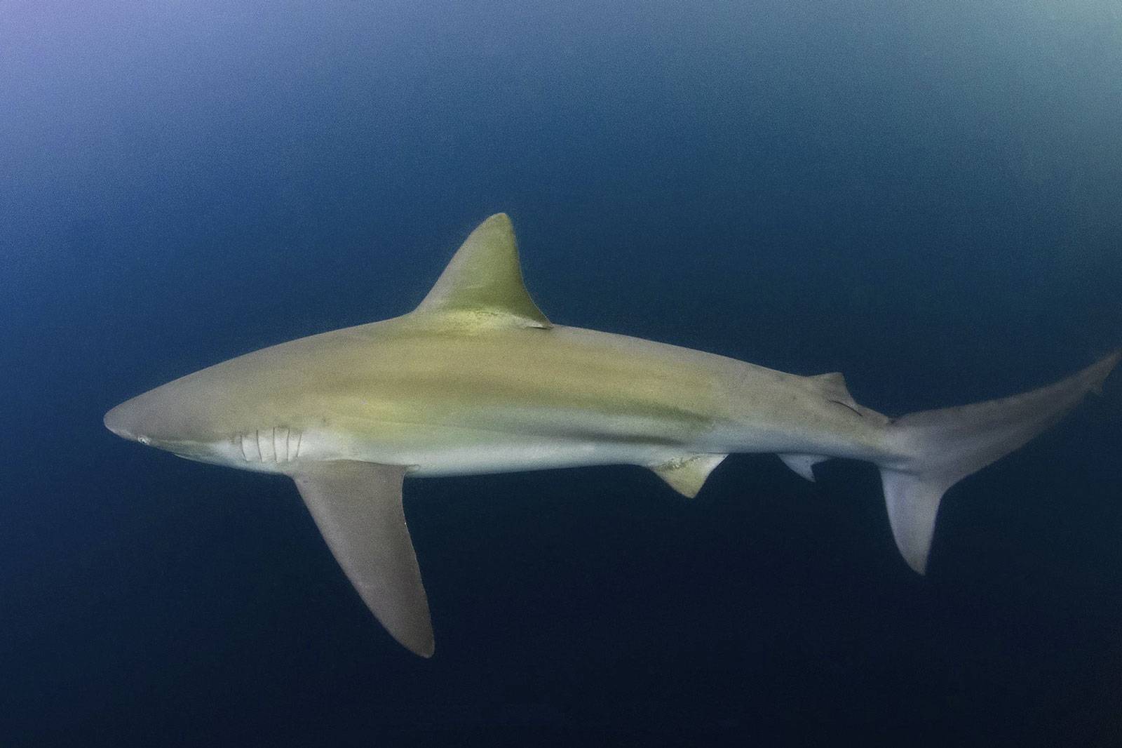 Carcharhinus altimus: Tiburón nariz grande
