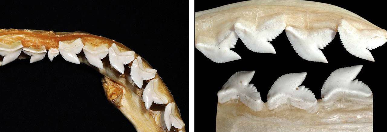 Mordedura del tiburón tigre y forma de los dientes