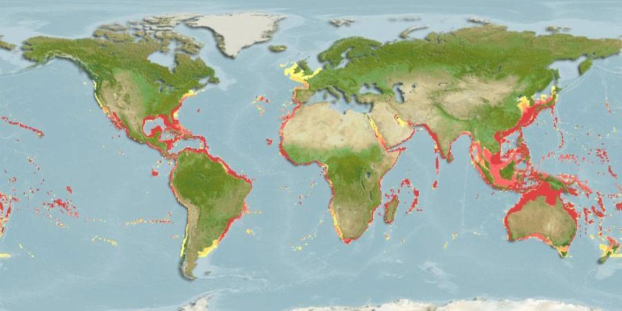 Hábitats y distribución mundial del tiburón tigre (Galeocerdo cuvier)
